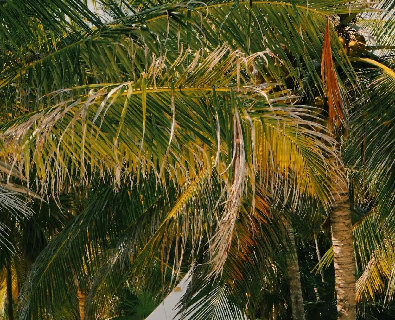 Hotel Cielo Y Selva Punta Allen